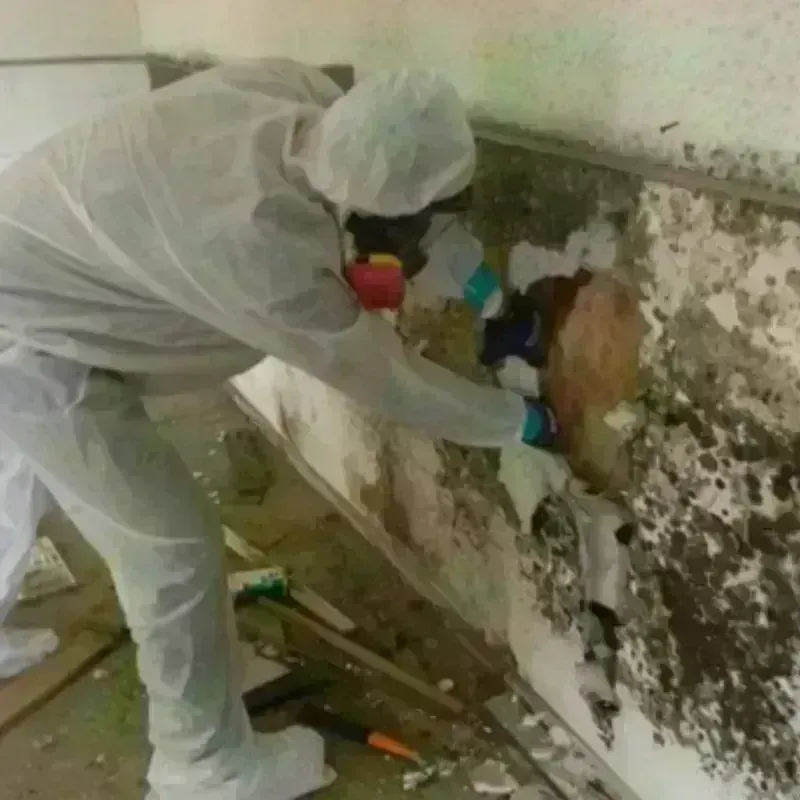 Mold Remediation and Removal in Stanley, VA